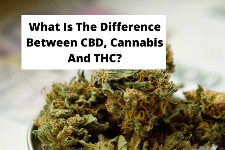 What Is The Difference Between CBD, Cannabis And THC
