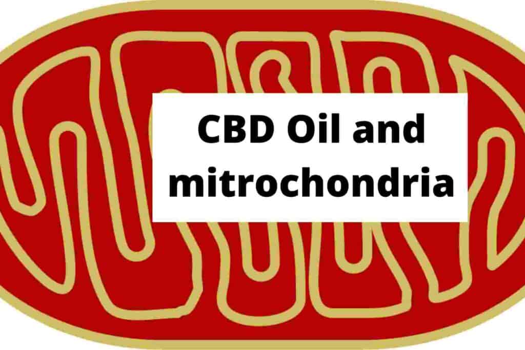 CBD Oil and mitrochondria
