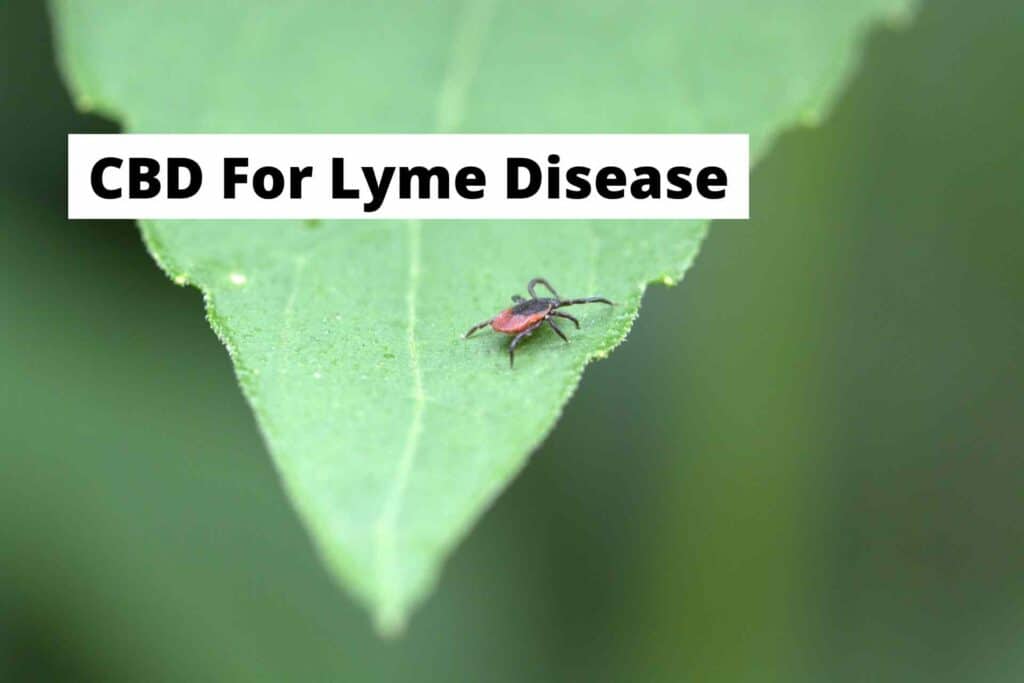 CBD for Lyme Disease