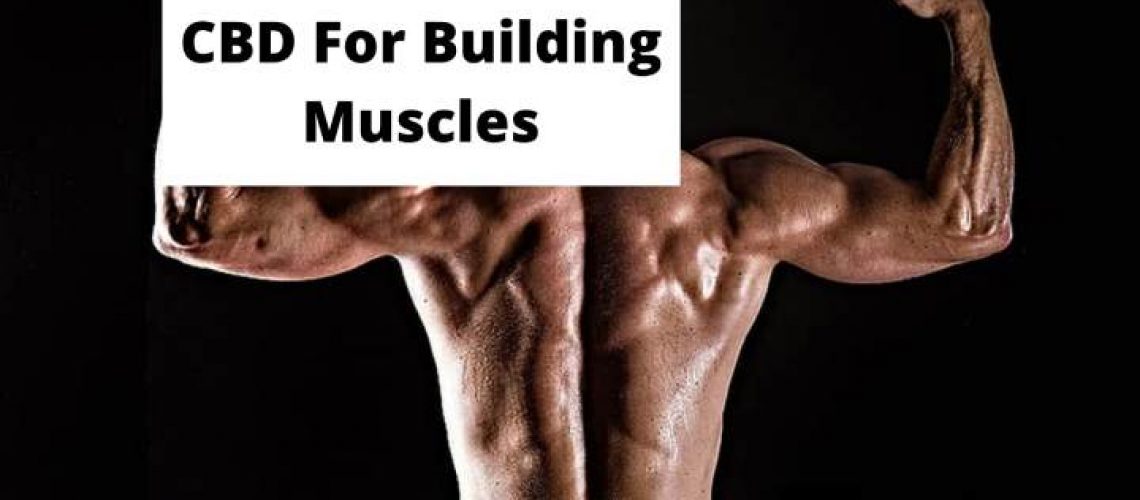 CBD For Building Muscles