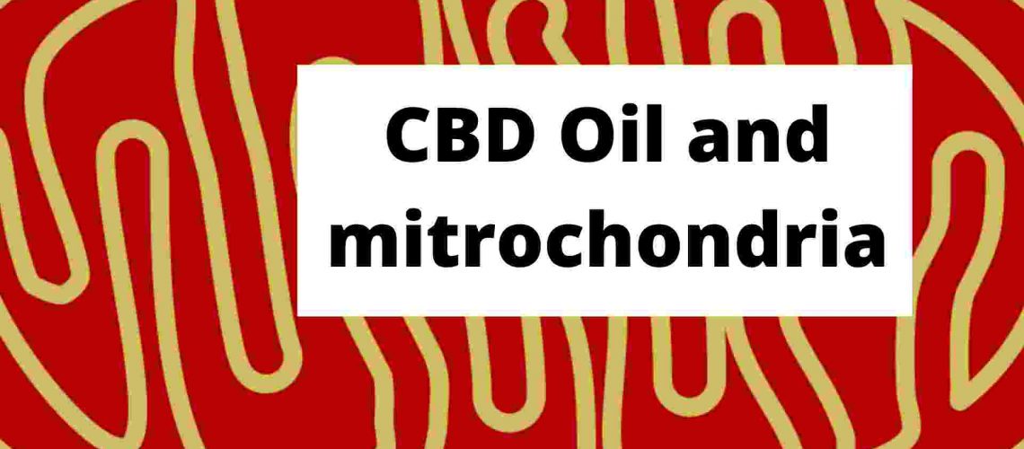 CBD Oil and mitrochondria